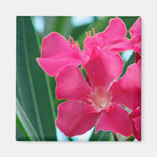 Rosa Flowers Magnet