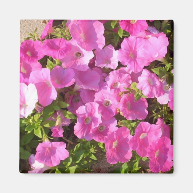 Rosa Flowers Magnet (Framsidan)
