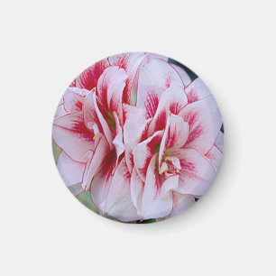 Rosa Flowers Magnet