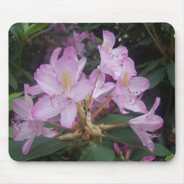 Rosa Flowers Musmatta (Framsidan)