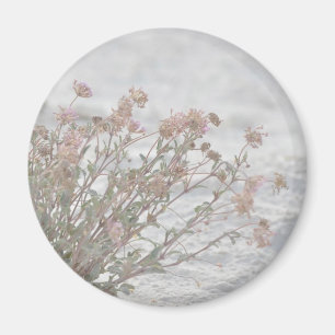 Rosa Flowers on White Sand Magnet