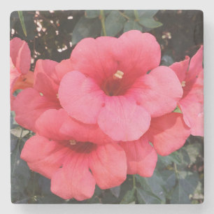 Rosa Flowers Photo Marble Stone Underlägg Sten