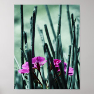 Rosa Flowers Poster