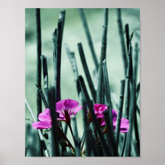 Rosa Flowers Poster (Framsidan)