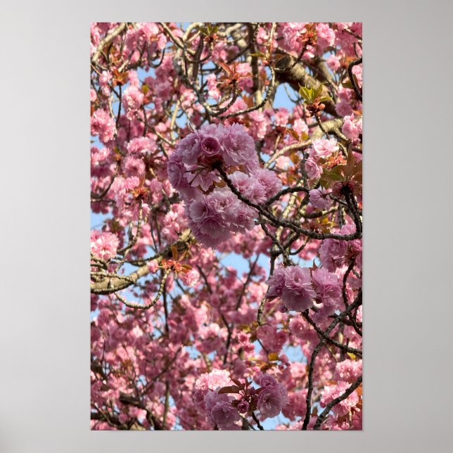 Rosa Flowers Poster (Framsidan)