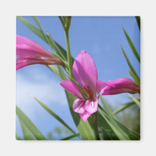 Rosa Flowers Scene Magnet