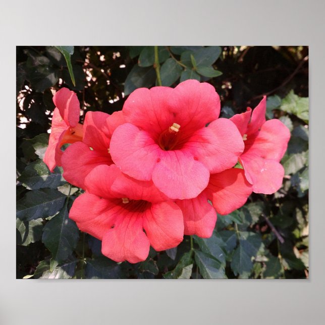 Rosa Flowers-värde Poster Pappert (Framsidan)