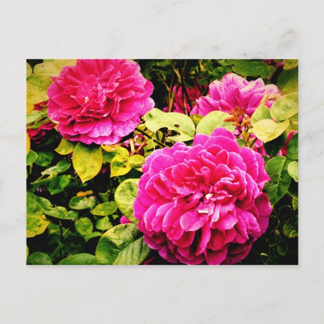Rosa Flowers vid Kew Gardens Photo Vykort (Framsida)