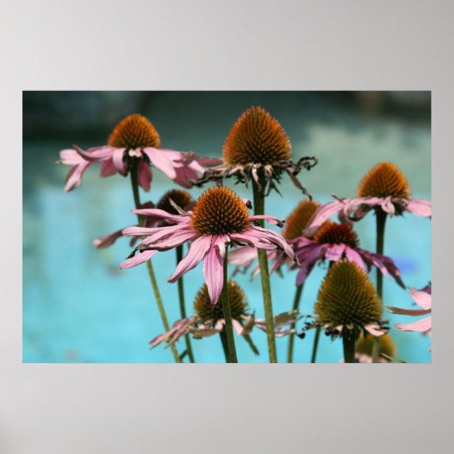 Rosa Flowers vid Vatten Poster (Framsidan)