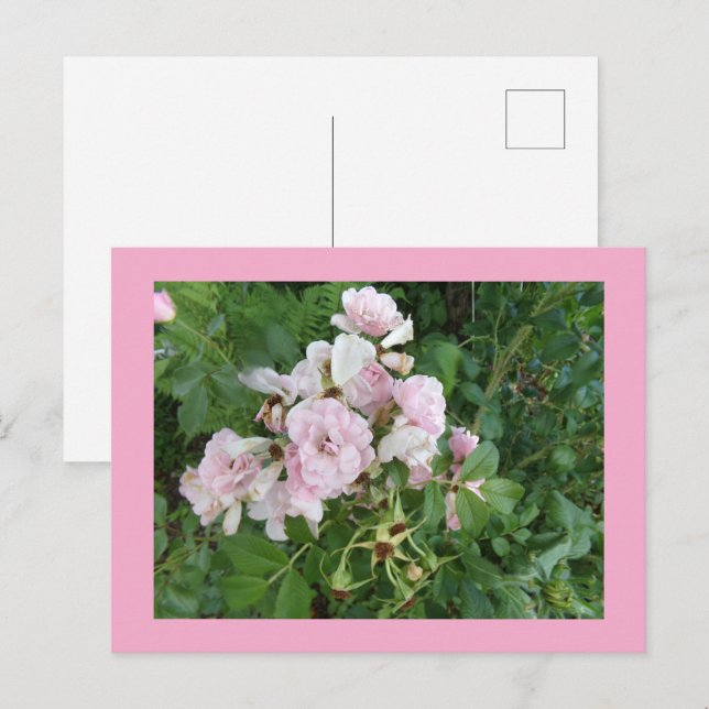 Rosa Flowers vykort (Fram/baksida)