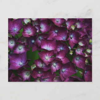 Rosa Flowers Vykort