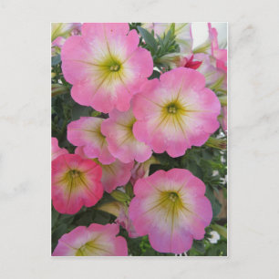 Rosa Flowers Vykort