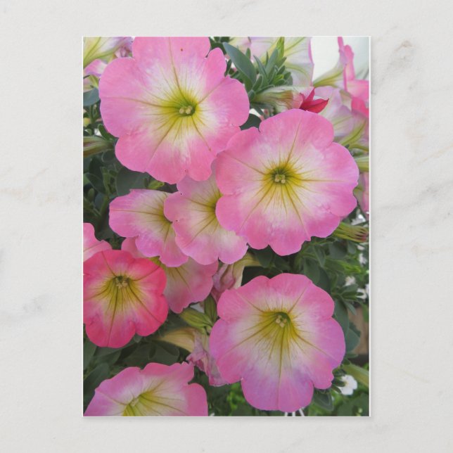 Rosa Flowers Vykort (Framsida)