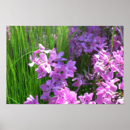Rosa flox och gräs sommarblommor poster