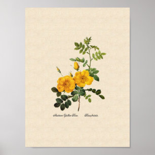 Rosa foetida poster