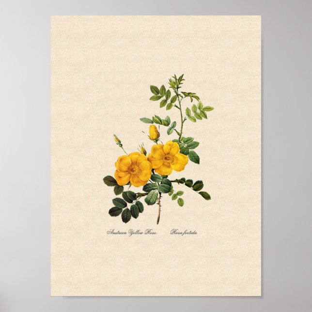 Rosa foetida poster (Framsidan)