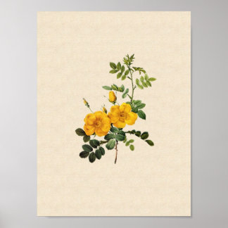 Rosa foetida poster