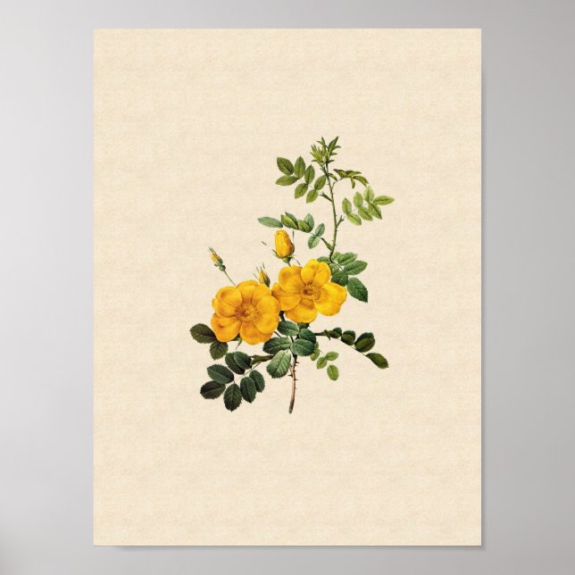 Rosa foetida poster (Framsidan)