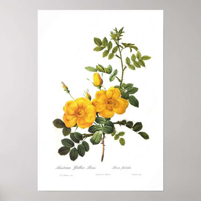 Rosa foetida poster (Framsidan)