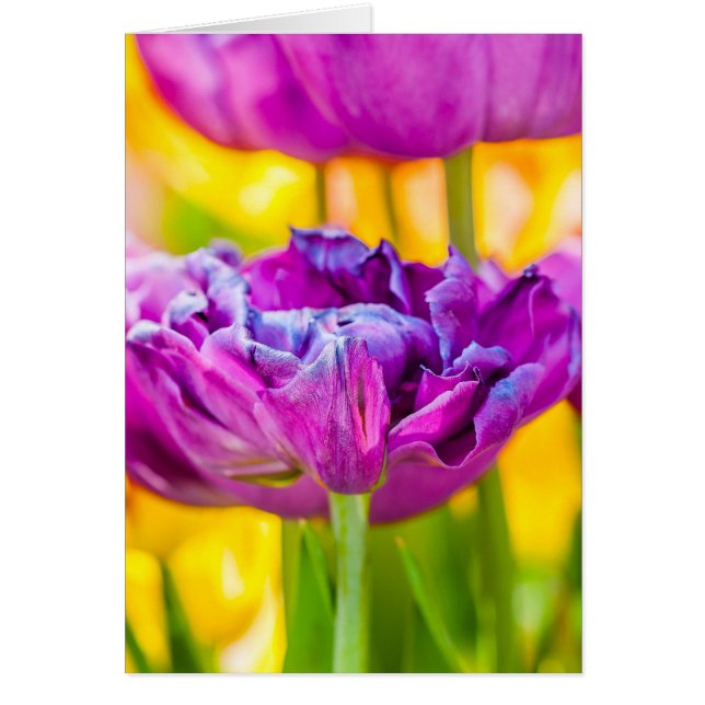 Rosa för Mörk av rördragning Hälsningskort (Framsidan)