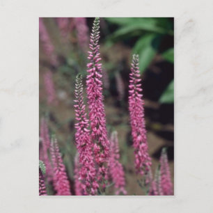 Rosa Forma, (Veronica Longifolia) blommor Vykort