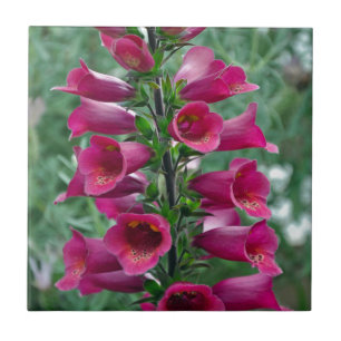Rosa foxglove-blommor kakelplatta