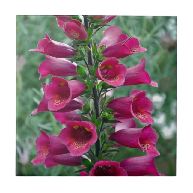 Rosa foxglove-blommor kakelplatta (Framsidan)