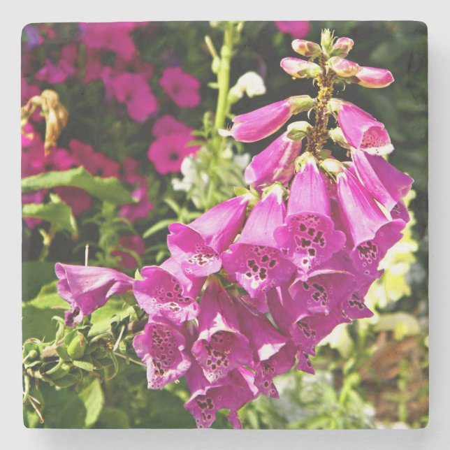 Rosa Foxglove-blommor Stenunderlägg (Framsidan)