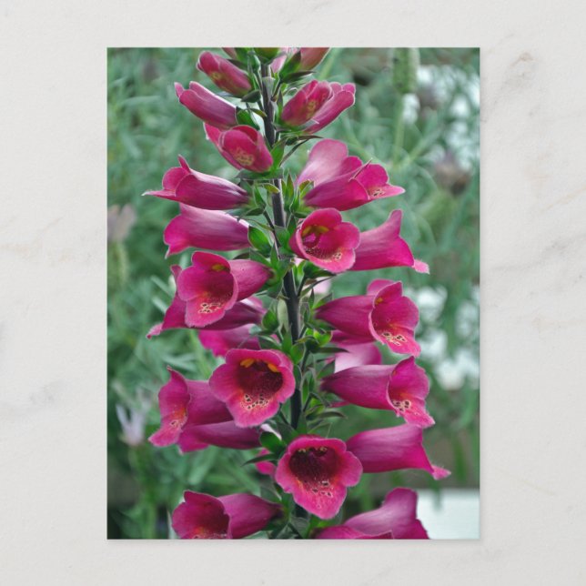 Rosa foxglove-blommor vykort (Framsida)