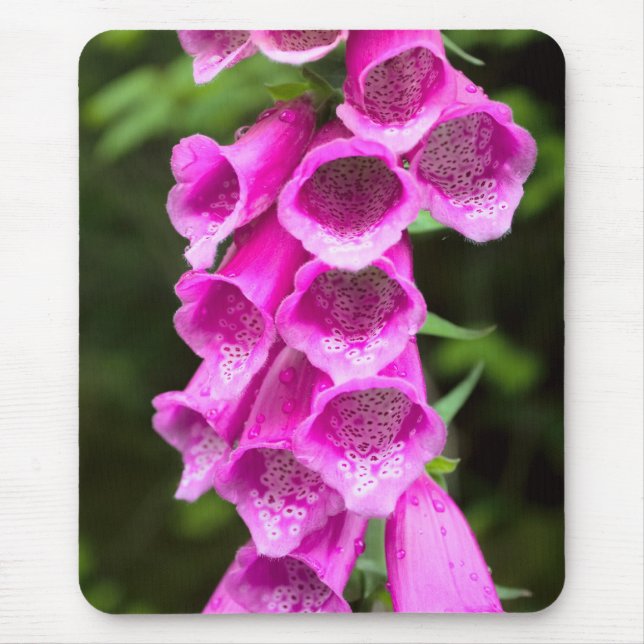 Rosa Foxglove Mousepad Musmatta (Framsidan)