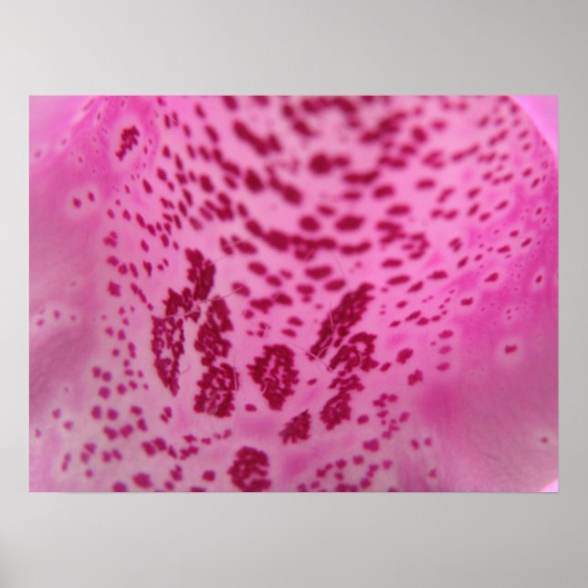 Rosa Foxglove Petal Print Poster (Framsidan)