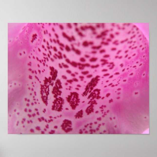 Rosa Foxglove Petal Print Poster (Framsidan)