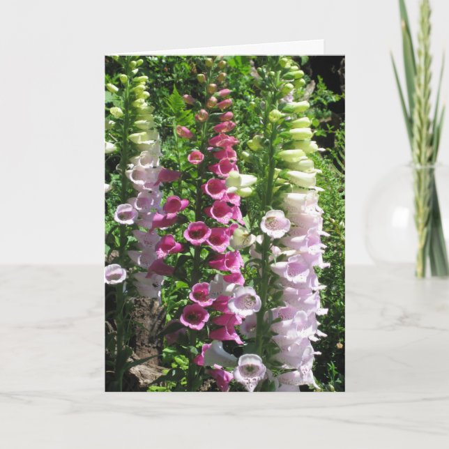 Rosa Foxgloves Kort (Framsida)