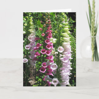 Rosa Foxgloves Kort