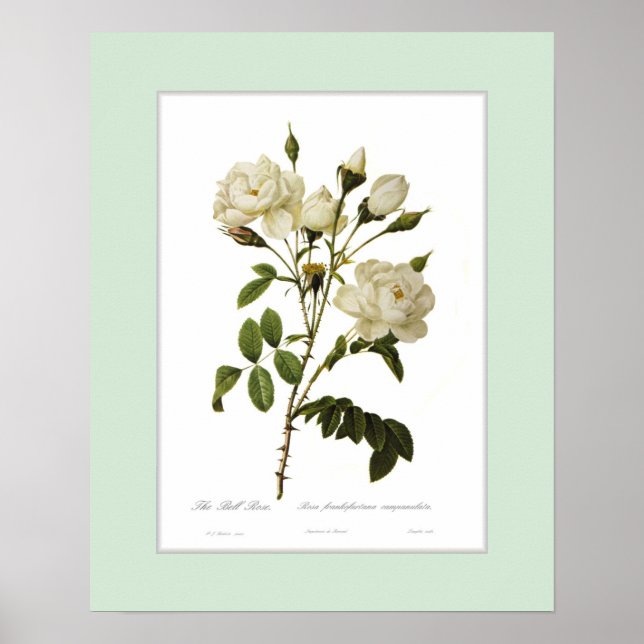 Rosa francofurtana,Anpassningsbar gräns Poster (Framsidan)