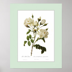 Rosa francofurtana, beställnings- gräns poster
