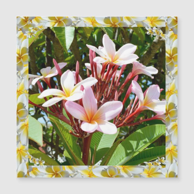 Rosa Frangipani Träd med Gult Frangipani Kant, (Framsida)