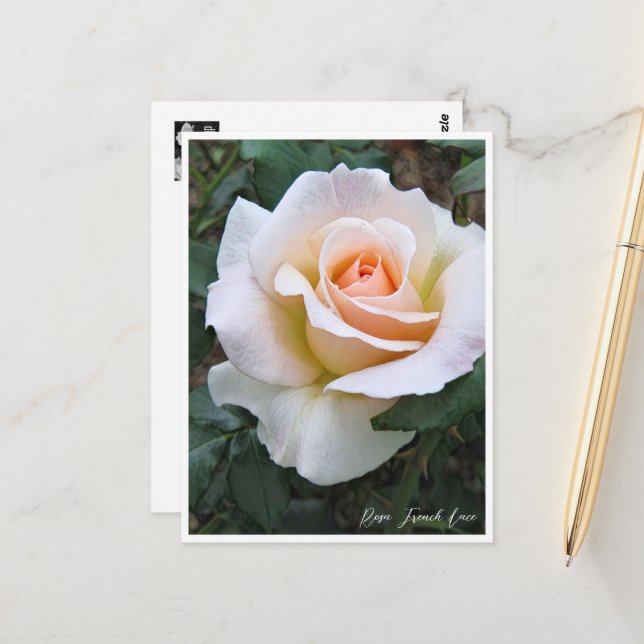 Rosa French Lace Vykort (Fram/Back In Situ)