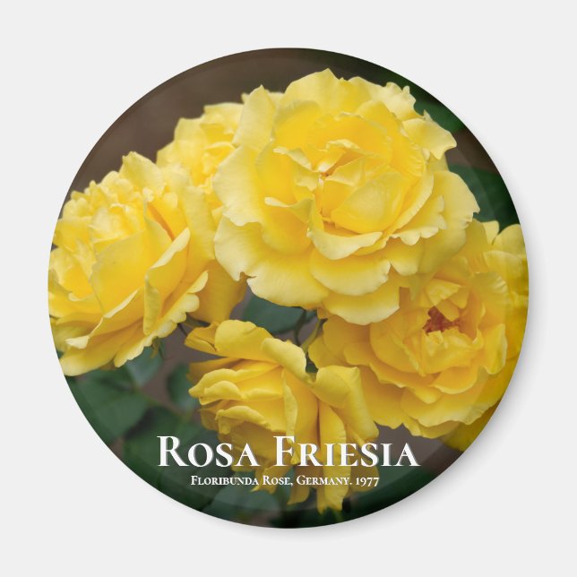 Rosa Friesia Magnet (Framsidan)