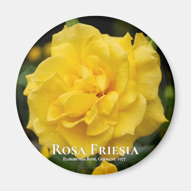 Rosa Friesia Magnet (Framsidan)