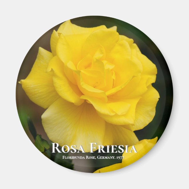 Rosa Friesia Magnet (Framsidan)