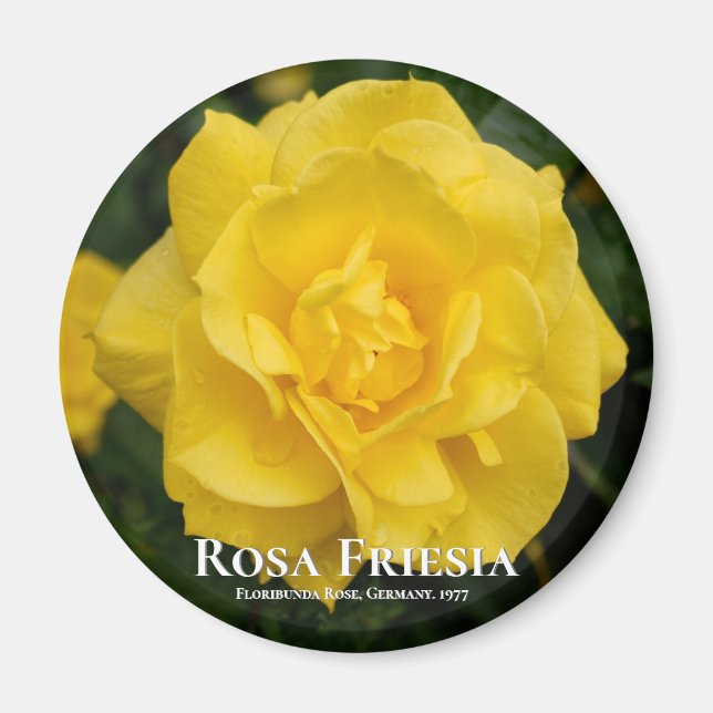 Rosa Friesia Magnet (Framsidan)
