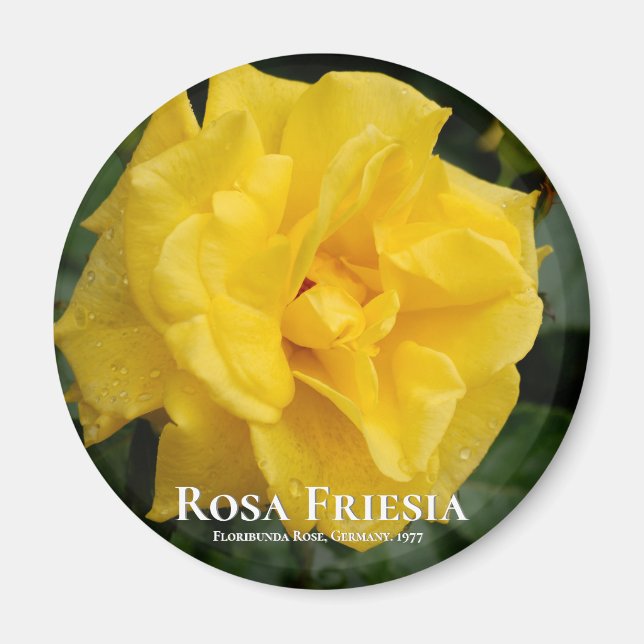 Rosa Friesia Magnet (Framsidan)
