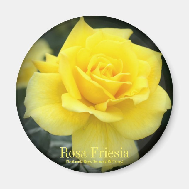 Rosa Friesia：Round Magnet (Framsidan)