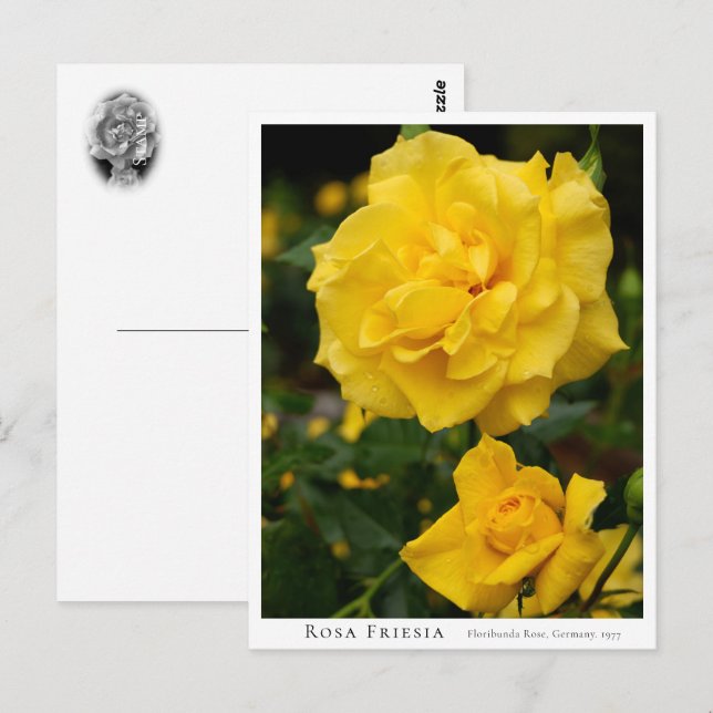 Rosa Friesia Vykort (Fram/baksida)