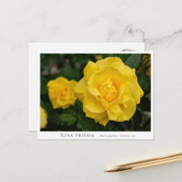 Rosa Friesia Vykort