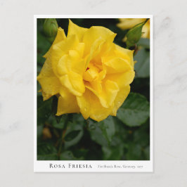 Rosa Friesia Vykort