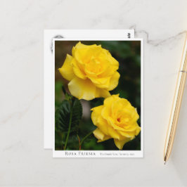 Rosa Friesia Vykort