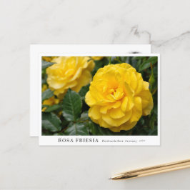 Rosa Friesia Vykort