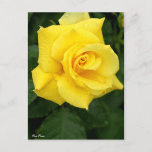 Rosa Friesia:vykort Vykort